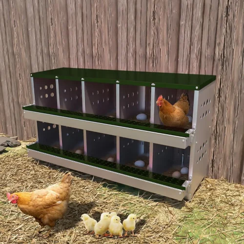 Chicken Laying Nest Box